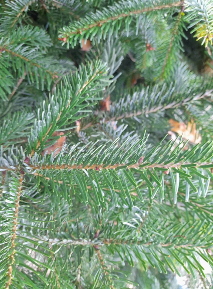Mooie Kerstbomen bij Boerderijwinkel Lensink